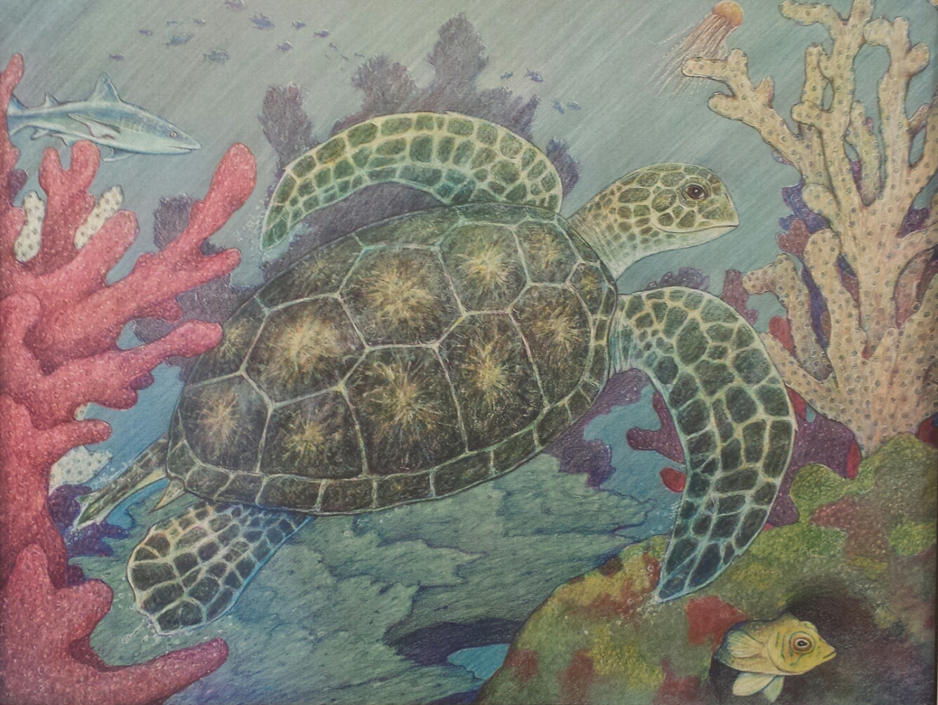 1586893273-Sea Turtle JohnR